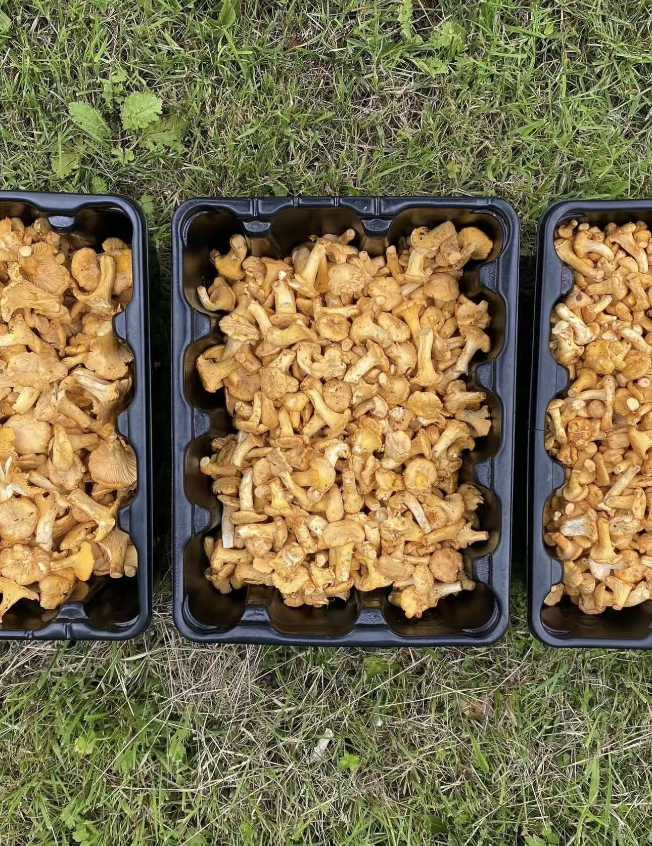 MORI TAKE 往年鸡油菌实拍,分装在三个托盘里